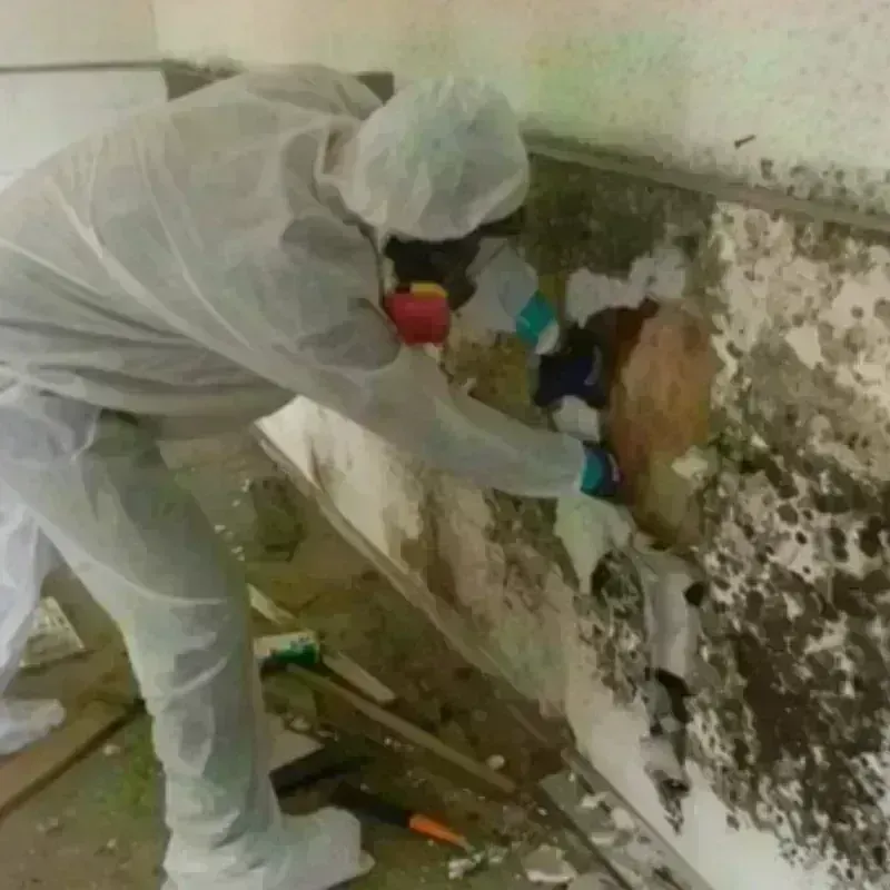 Mold Remediation and Removal in Spry, PA